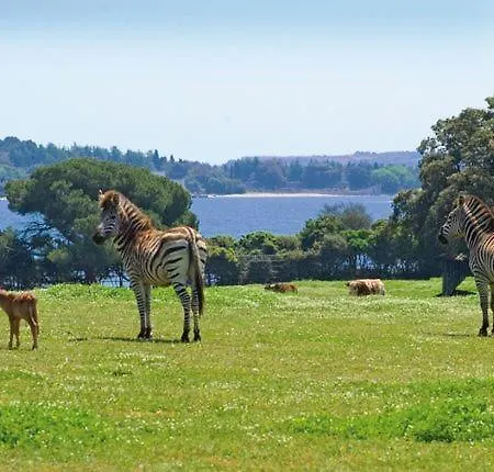 Oasis Διαμέρισμα